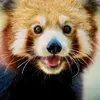 redpanda_kid