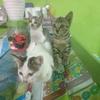 sayangkucing2408