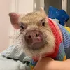 Giuseppe_minipig