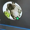 shrek_wazowskiiiiiii