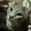.kittypawzzt