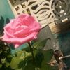 sophiya398