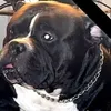fannyambrosino