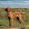 louisthehungarianvizsla