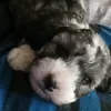 sgssssssss