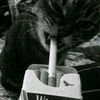 al_idgafff