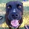 bumblebee_thecanecorxer