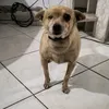 pinscherdoamor