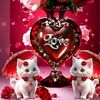 anmol.saudi.wali