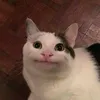 belugaaayo