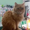 mrgatttoo