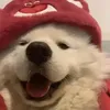 asscheekuwu