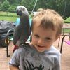 Africa grey parrots for sale🦜