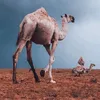mahamatalizata
