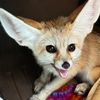 nevillefoxbottom