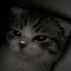 m_layla_