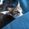 _ilovemy2cats_