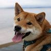 kenshin_in_seattle