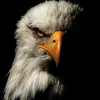 angryeagle65