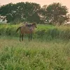 _ilham_22_