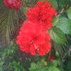 myintthein356