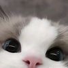 ploy_8857