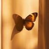 your______butterfly7