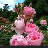 user1244998330916