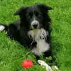 jackthebordercollie1