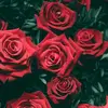 daike.mahmad