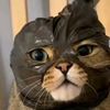 salman_faries1