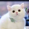 yourr_aurangzeb