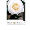 reem55_