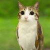 khaled_rafaat_1