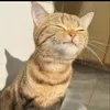heppyoyen