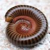 themillipede