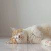 softcream_b