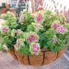 Oryza nursery