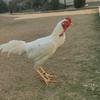 shamoo_chickens