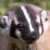 zuni_badger