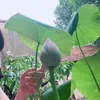 vu_phuong6