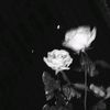 thz_dnzz