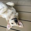 maizey.that.golden