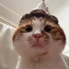 maifcc_