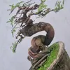thinh_bonsai_985_090_616