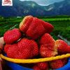 strawberrysembalun