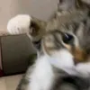 tinininx_