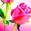 shazadashah04