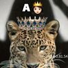 wallaasha1