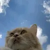 amina_12_24